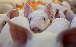 Giá lợn hơi tiếp tục tăng mạnh, dự báo cán mốc 60.000 đồng/kg