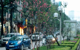 Chùm ảnh: Hoa đào đã nở đỏ rực trên những tuyến phố Hà Nội, Tết đã đến rất gần rồi!