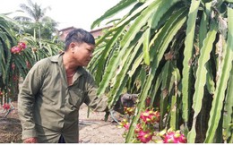 Hàng nghìn ha thanh long tại Tiền Giang chín đỏ chờ Tết