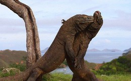 Bảo vệ loài thằn lằn lớn nhất thế giới, Indonesia đóng cửa đảo Komodo
