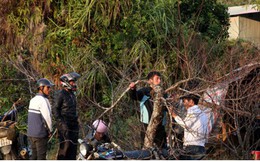 Ảnh: Đào rừng Tây Bắc ngập tràn trên phố núi Lai Châu