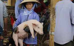 Nghề "độc" ở chợ heo lớn nhất Quảng Nam