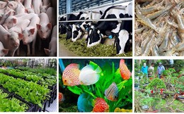TP.HCM công bố phát triển 6 sản phẩm nông nghiệp chủ lực