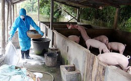 FAO cảnh báo gì Việt Nam về dịch tả lợn châu Phi?