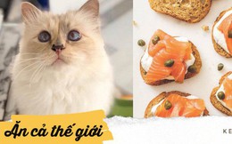 Khám phá thực đơn 5 sao của cô mèo Choupette giàu nhất thế giới, có món mà "thường dân" chúng ta có khi còn chưa ăn bao giờ