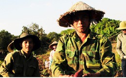 Nông dân Gia Lai lao đao vì không tìm được đầu ra cho khoai lang Nhật