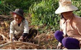 Phú Yên: Tăng cường khâu chế biến sắn để gia tăng giá trị