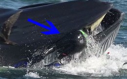 Pinocchio đời thực: Hành trình lọt vào bụng cá voi rồi thoát ra an toàn của nhiếp ảnh gia Nam Phi