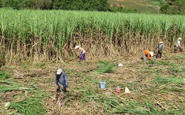 Phú Yên: Nông dân chịu thiệt vì nhà máy 'rào' giá thu mua mía vùng nguyên liệu
