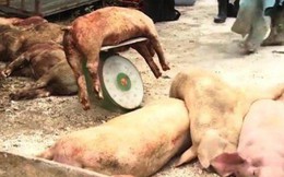 Hải Phòng tiêu hủy hơn 6.000 con lợn mắc dịch tả lợn châu Phi