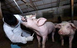 Sẽ miễn giảm lãi vay cho khách hàng bị thiệt hại dịch tả lợn châu Phi