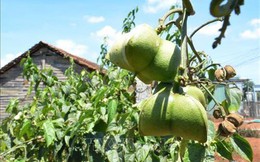 Người dân không nên ồ ạt trồng sachi