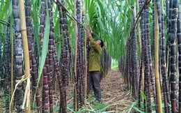 Nhiều nhà máy mía đường thua lỗ: Bộ trưởng khuyên nên trồng nấm