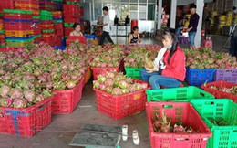 Thanh long Bình Thuận tăng giá đột biến