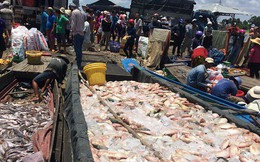 Đồng Nai: Hàng trăm tấn cá phơi bụng trên sông