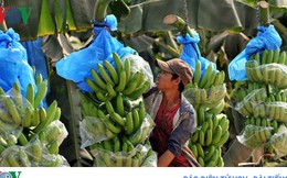 Nông dân Lai Châu lại khó tiêu thụ chuối do quy định từ Trung Quốc