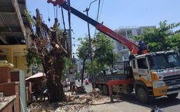 Nhóm người lạ triệt hạ cây cổ thụ ngay giữa trung tâm Đà Nẵng