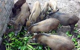 VCCI đề xuất bỏ quy định “lợn không được ăn chuối, bèo tây”