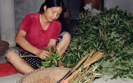 Người dân Bắc Giang dậy từ 3 giờ sáng để bẻ vải, thức xuyên đêm vặt lá cho kịp thời vụ