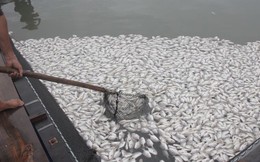 Nguyên nhân cá ở Long Sơn chết hàng loạt là do nhiễm ký sinh trùng quả dưa
