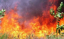 Lại cháy rừng dữ dội tại TT-Huế, biển lửa trùm lên 20ha cây lâm nghiệp tái sinh
