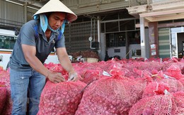 Hành tím được mùa, được giá, nông dân Ninh Thuận phấn khởi