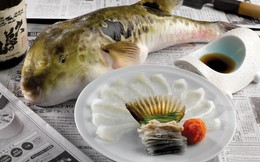 7,5 triệu đồng/100g thịt, ai mà ngờ loại cá vừa xấu xí vừa cực độc này lại đáng giá ở Nhật Bản đến thế