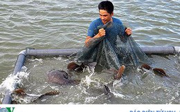 Lai tạo thành công cá song vua mang lại hiệu quả kinh tế cao