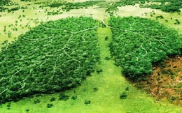 Muốn cứu rừng Amazon và thế giới tránh khỏi cuộc diệt chủng lần thứ 6, con người cần phải… ăn chay?