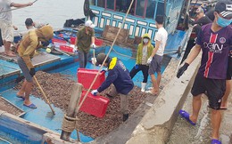 Ngư dân Hà Tĩnh 'trúng mánh', mỗi ngày thu đến 20 triệu từ ốc xoắn, sò nhám