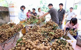 'Điểm danh' các loại trái cây Việt Nam đã được xuất ngoại