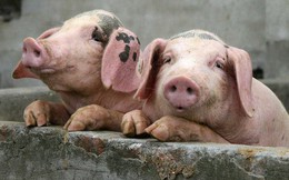 Khủng hoảng thịt lợn ở Trung Quốc ngày càng nghiêm trọng