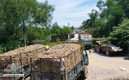 Thừa Thiên - Huế: Xe 'giăng' kín cổng nhà máy chờ nhập sắn