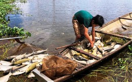 TT- Huế: Cá lồng trên sông Đại Giang chết hàng loạt