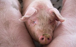Trung Quốc loay hoay ứng phó khủng hoảng thịt lợn