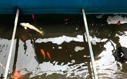 Cá Koi chết tại sông Tô Lịch nghi bị phá hoại