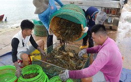 Trung Quốc đóng lối nhỏ, tôm cá rớt giá, dân Việt khóc ròng