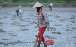 Đội nắng vác mai đi đào 'vàng biển', mỗi ngày thu tiền triệu