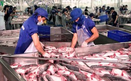 Ấn Độ có thể cạnh tranh với Việt Nam về xuất khẩu cá tra