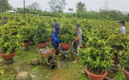 Sợ trắng tay, "thủ phủ" mai vàng tất bật chạy lũ