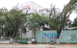Hàng trăm cây xanh ở Đà Nẵng bất ngờ bị cắt trụi cành