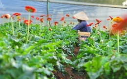 Nông dân Đà Lạt thu hàng trăm triệu từ vườn hoa đồng tiền
