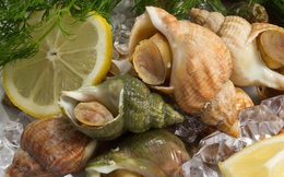 Ốc Bulot Pháp: Từng chả ai ăn, dùng làm mồi cho cá đến chỗ trở thành thực phẩm đắt cả nửa triệu bạc vẫn "hết hàng"