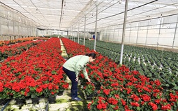 Vì sao Đà Lạt chỉ xuất khẩu được 10% sản lượng hoa?