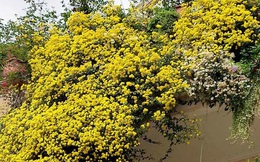 Hoa cúc dài 2 mét, hàng vạn bông rực vàng phủ kín 4 tầng nhà