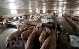 Tổng cục Hải quan đưa ra nhiều giải pháp chống xuất lậu lợn