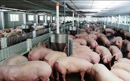 Thịt lợn hạ giá rồi, quyết định giảm 1.000 đồng/kg