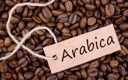 Bộ Công Thương: Giá cà phê arabica sẽ phục hồi trong năm 2020