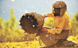 Bài học cuộc sống từ người nuôi ong hoang dã cuối cùng của châu Âu: Để giao tiếp, điều khiển đàn ong, bạn không cần có sức mạnh nhưng rất cần sự khôn ngoan