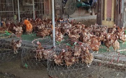 Loại gà thế giới thải bỏ, ở nước ta giá đắt ngang đặc sản